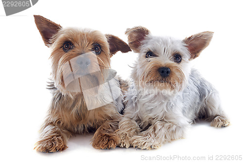 Image of yorkshire terriers