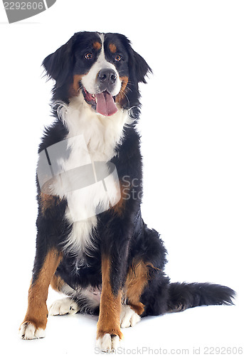 Image of puppy bernese moutain dog