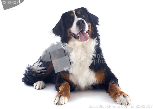 Image of bernese moutain dog