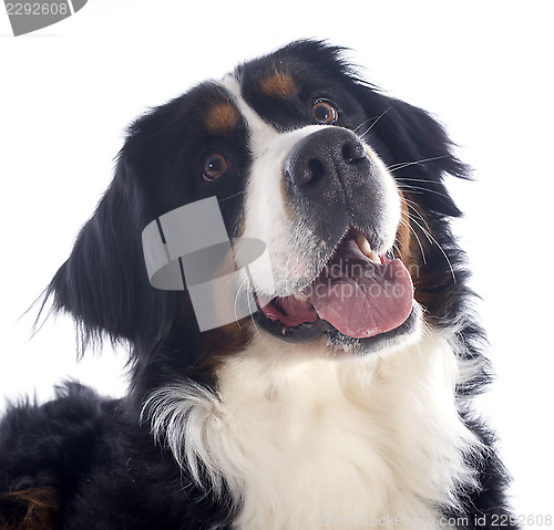 Image of bernese moutain dog