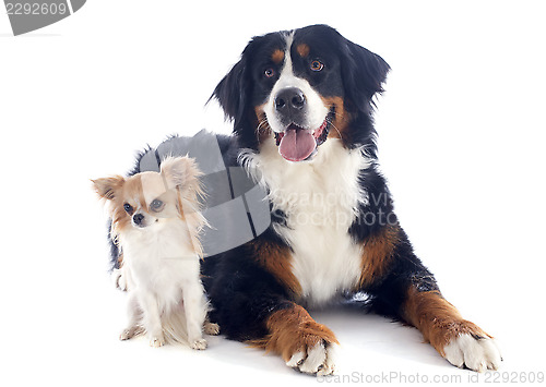 Image of bernese moutain dog and chihuahua