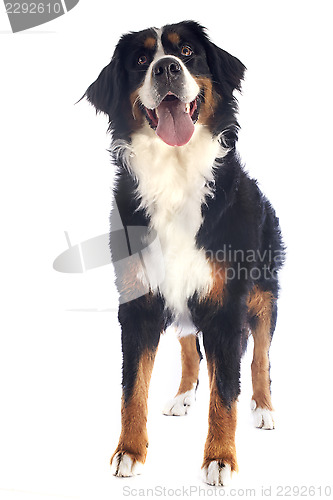 Image of bernese moutain dog