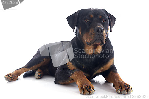 Image of rottweiler