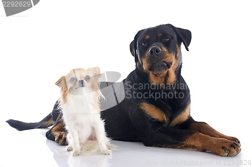 Image of rottweiler and chihuahua