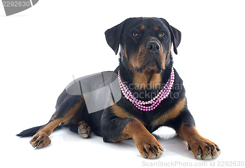 Image of female rottweiler