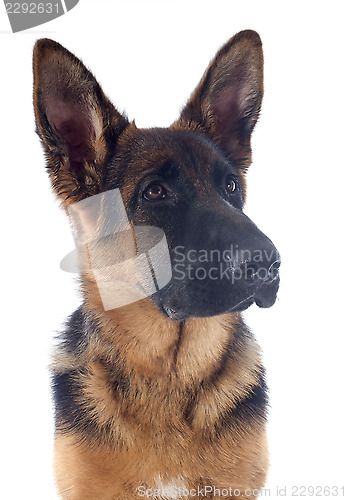 Image of puppy german shepherd