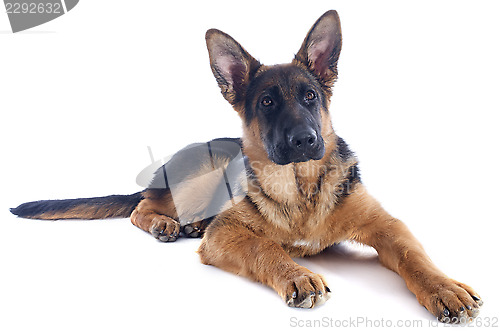 Image of puppy german shepherd