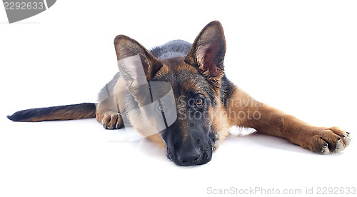 Image of puppy german shepherd