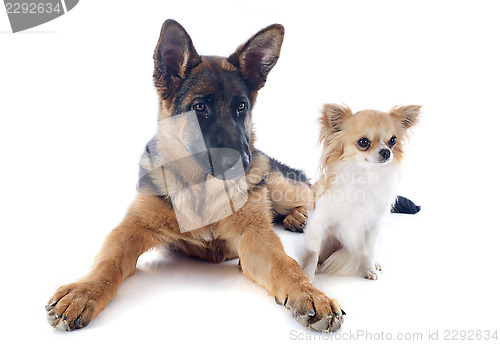 Image of puppy german shepherd and chihuahua