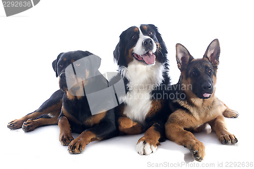 Image of three dogs