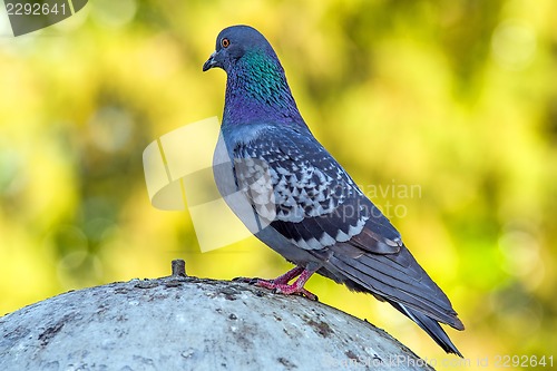 Image of Gray dove standing