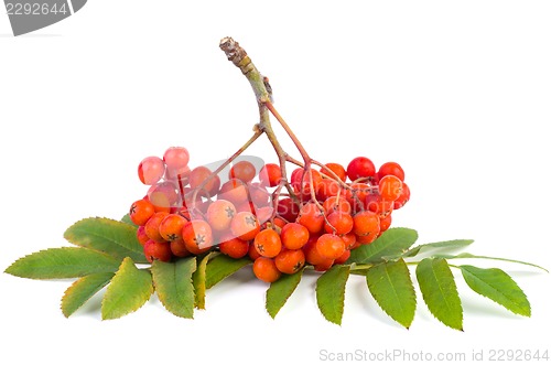 Image of Rowan (ashberry) cluster