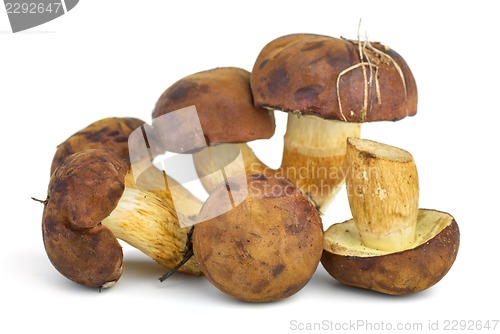 Image of Edible mushrooms (Cepe)