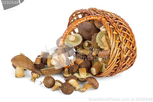 Image of Basket and cepe mushrooms