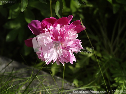 Image of pink flower
