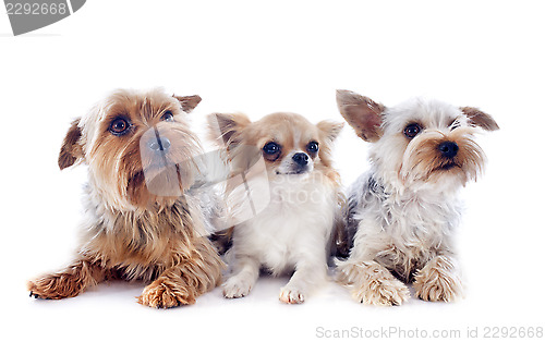 Image of yorkshire terriers and chihuahua
