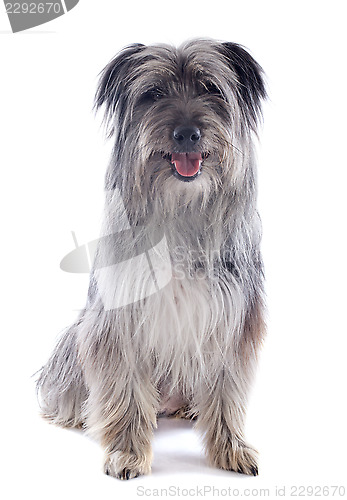 Image of Pyrenean sheepdog 