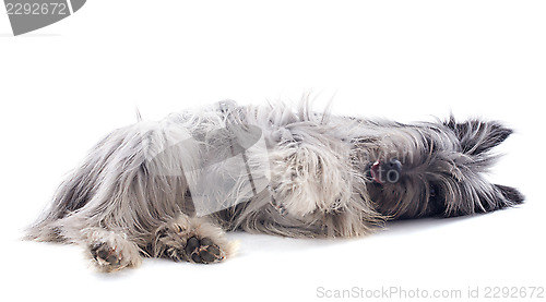 Image of Pyrenean sheepdog 