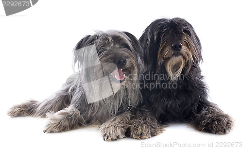 Image of Pyrenean sheepdogs 