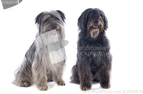 Image of Pyrenean sheepdogs 