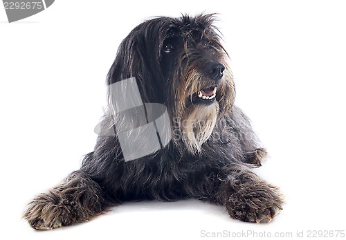 Image of Pyrenean sheepdog 