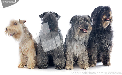 Image of four dogs