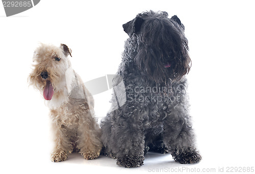 Image of kerry blue terrier and lakeland terrier