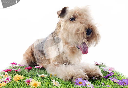 Image of lakeland terrier