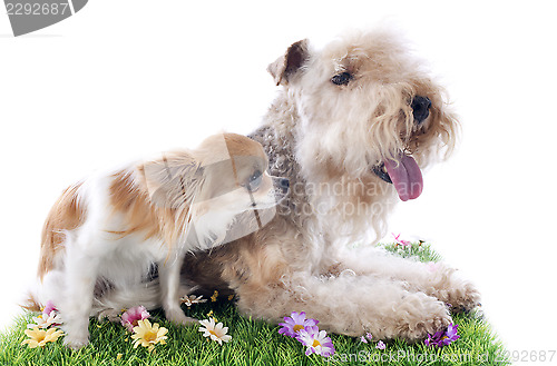 Image of lakeland terrier