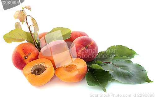 Image of apricots