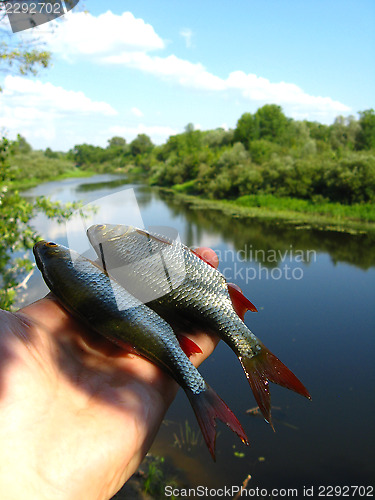 Image of Beautiful rudd laying in the hand