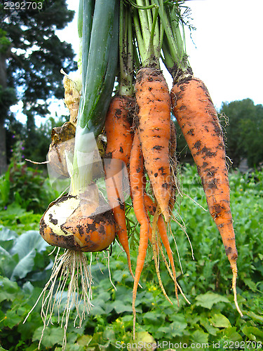 Image of bunch of pulled out carrots and leeks