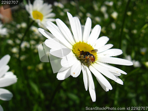 Image of white chamomile and little fly