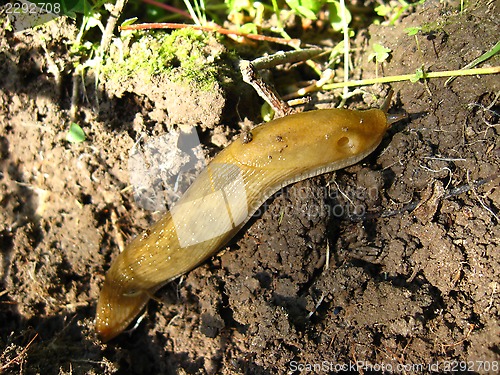 Image of Slug creeping on the ground