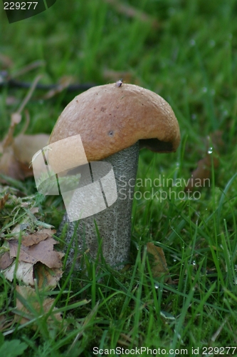 Image of mushroom