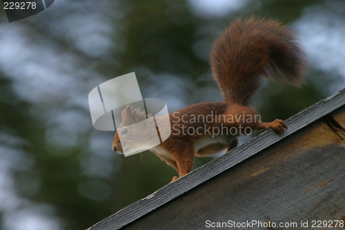 Image of Red squirrel