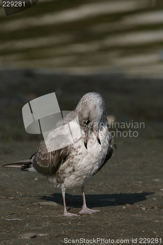 Image of Gull grooming