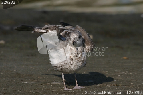 Image of Young gull