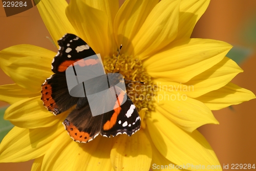 Image of Butterfly on sun-flower