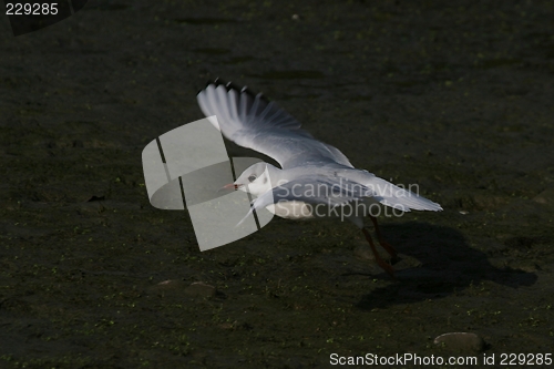 Image of Gull landing