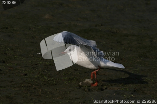 Image of Gull walking