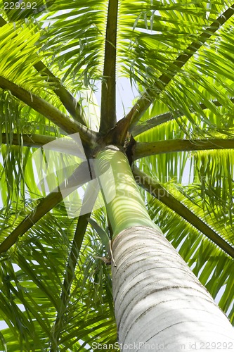 Image of Palm tree

