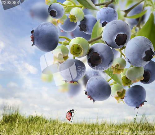 Image of Blueberries  On A Bush 