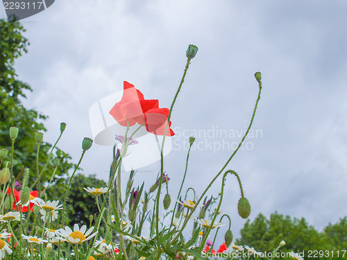 Image of Papaver flower