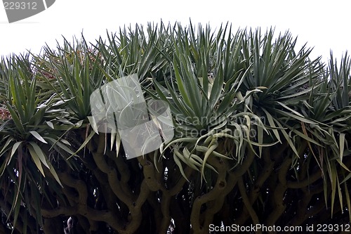 Image of Dragon Blood Tree