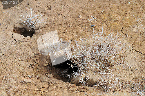 Image of Desert Plants and Rodent Holes