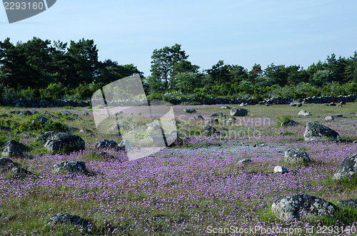 Image of Purple chive wildflowers