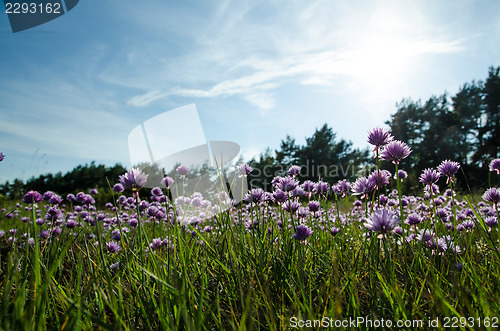 Image of Chives wildflowers