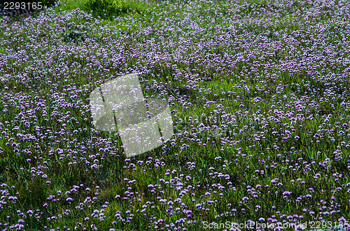 Image of Chives carpet