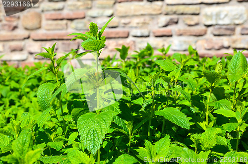 Image of In the lemon balm bed